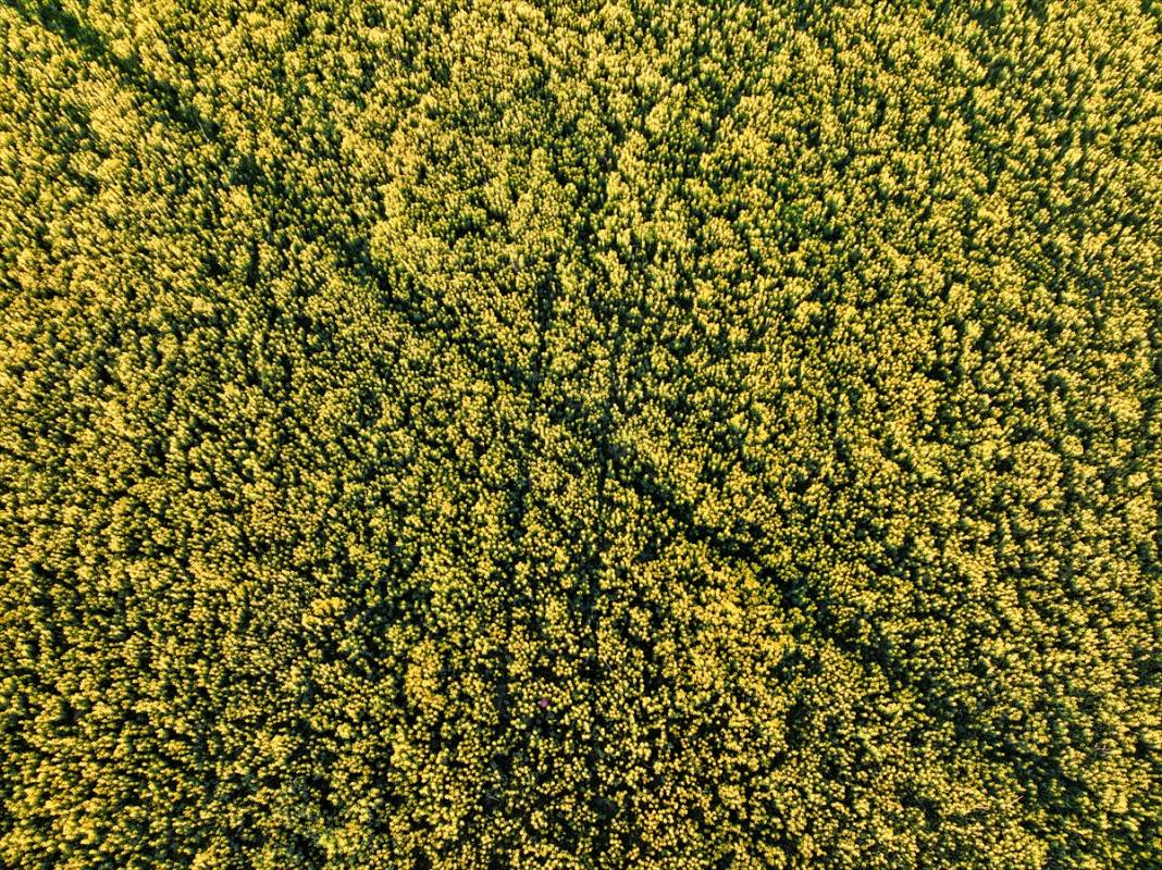 Konya’nın kuruyan gölünü altın sarısı renklendirdi 9